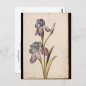 Lily von Jacques de Morgues Postkarte (Vorne/Hinten)