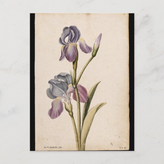 Lily von Jacques de Morgues Postkarte (Vorderseite)