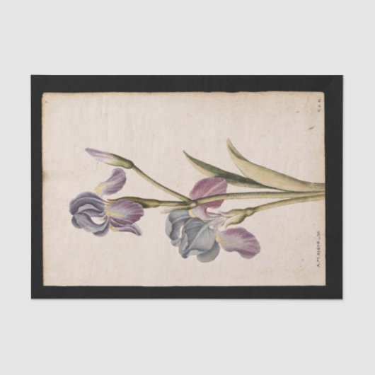 Lily von Jacques de Morgues Seidenpapier (Vorderseite)