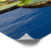 Lilypad Poster (Ecke)