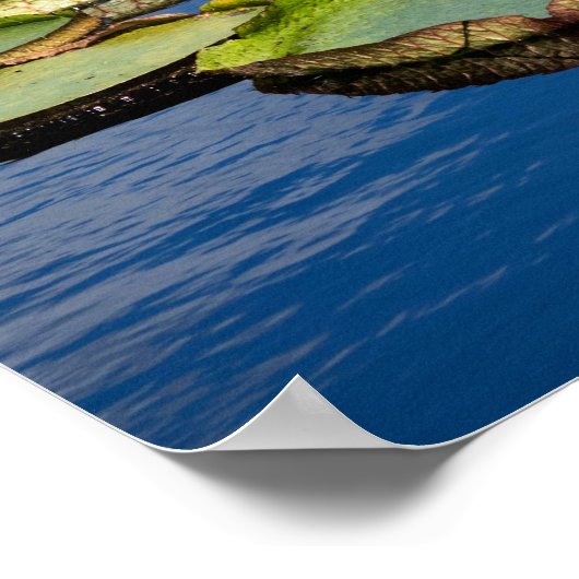 Lilypad Poster (Ecke)