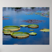 Lilypad Poster (Vorne)
