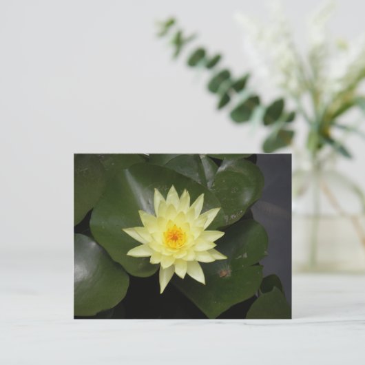 Lilypad Postkarte (Stehend Vorderseite)