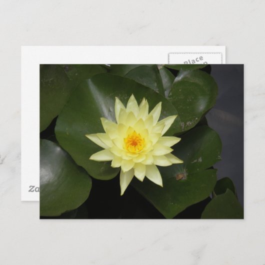Lilypad Postkarte (Vorne/Hinten)
