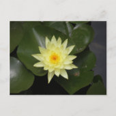 Lilypad Postkarte (Vorderseite)