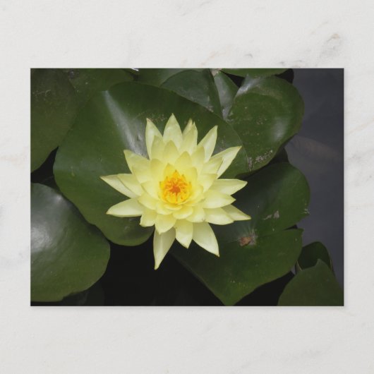 Lilypad Postkarte (Vorderseite)