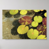 Lilypads Poster (Vorne)