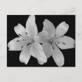 Lilys Postkarte (Vorderseite)