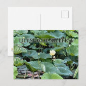 Lilyshade Stille  Postkarte (Vorne/Hinten)