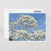 Lilytree Postkarte (Vorne/Hinten)
