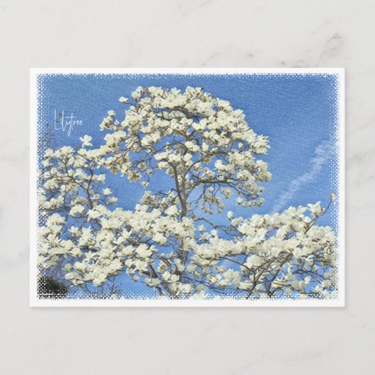 Lilytree Postkarte (Vorderseite)