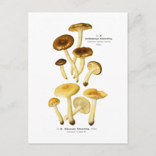 Limacium vitellum & L.nitdum Postkarte