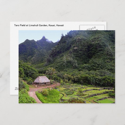 Limahuli Garden Taro Fields, Kauai Postkarte (Vorne/Hinten)