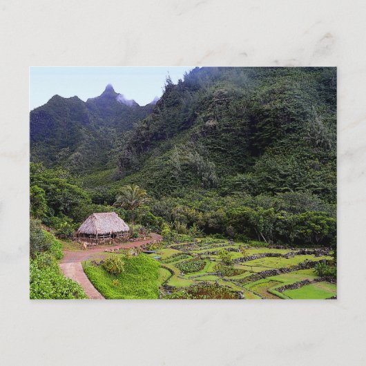 Limahuli Garden Taro Fields, Kauai Postkarte (Vorderseite)