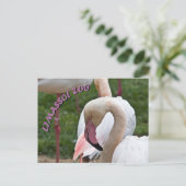 Limazzolzoo flamingo postkarte (Stehend Vorderseite)