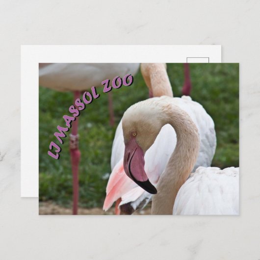 Limazzolzoo flamingo postkarte (Vorne/Hinten)