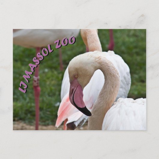 Limazzolzoo flamingo postkarte (Vorderseite)
