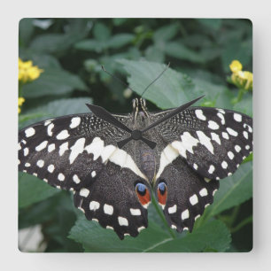 Lime Butterfly and Flowers Wall Clock Quadratische Wanduhr