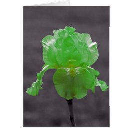 Lime Green Iris