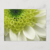 Lime Treat Postkarte (Vorderseite)