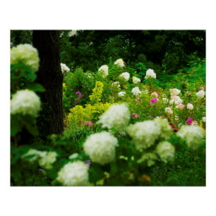 Limelight Hortensien in meinem Rubio-Garten Poster
