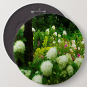 Limelight-Hydrangeas in meinem Rubio-Garten Button (Vorne & Hinten)