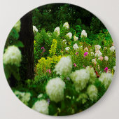 Limelight-Hydrangeas in meinem Rubio-Garten Button (Vorderseite)