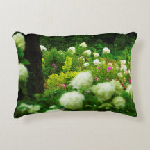 Limelight-Hydrangeas in meinem Rubio-Garten