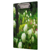 Limelight-Hydrangeas in meinem Rubio-Garten Klemmbrett (Links)