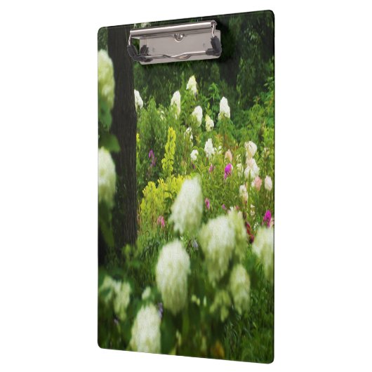 Limelight-Hydrangeas in meinem Rubio-Garten Klemmbrett (Links)