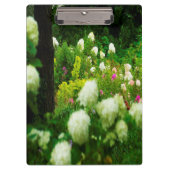 Limelight-Hydrangeas in meinem Rubio-Garten Klemmbrett (Vorderseite)