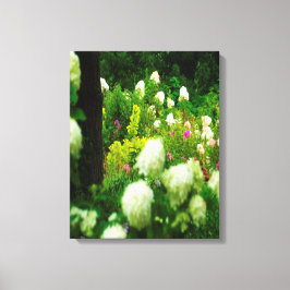 Limelight-Hydrangeas in meinem Rubio-Garten Leinwanddruck