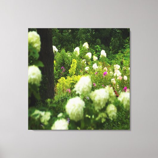 Limelight-Hydrangeas in meinem Rubio-Garten Leinwanddruck (Vorderseite)