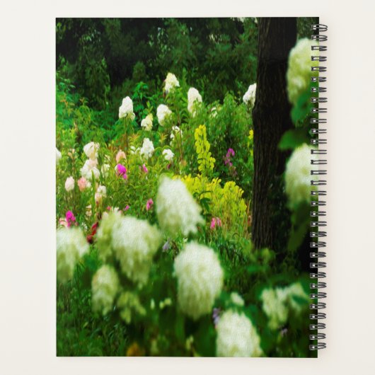 Limelight-Hydrangeas in meinem Rubio-Garten Planer (Rückseite)