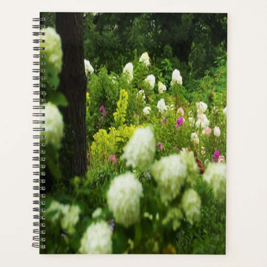 Limelight-Hydrangeas in meinem Rubio-Garten Planer (Vorderseite)