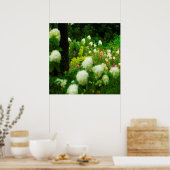 Limelight-Hydrangeas in meinem Rubio-Garten Poster (Küche)