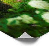 Limelight-Hydrangeas in meinem Rubio-Garten Poster (Ecke)