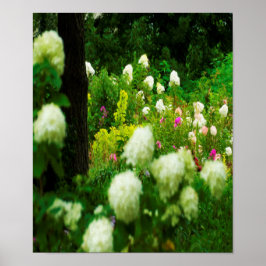 Limelight-Hydrangeas in meinem Rubio-Garten Poster