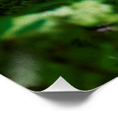 Limelight-Hydrangeas in meinem Rubio-Garten Poster (Ecke)