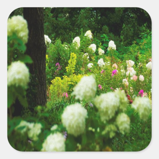 Limelight-Hydrangeas in meinem Rubio-Garten Quadratischer Aufkleber (Vorderseite)