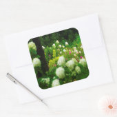 Limelight-Hydrangeas in meinem Rubio-Garten Quadratischer Aufkleber (Umschlag)