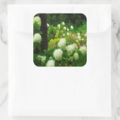 Limelight-Hydrangeas in meinem Rubio-Garten Quadratischer Aufkleber (Tasche)