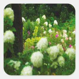 Limelight-Hydrangeas in meinem Rubio-Garten Quadratischer Aufkleber