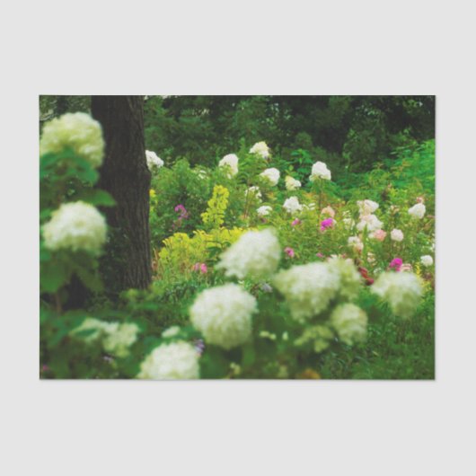 Limelight-Hydrangeas in meinem Rubio-Garten Seidenpapier (Vorderseite)