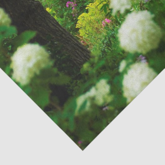 Limelight-Hydrangeas in meinem Rubio-Garten Seidenpapier (Ausschnitt)