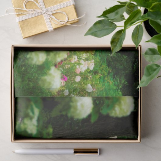 Limelight-Hydrangeas in meinem Rubio-Garten Seidenpapier (Geschenk)