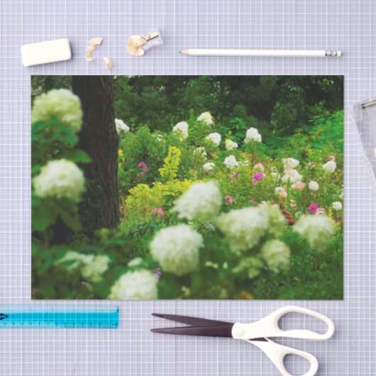 Limelight-Hydrangeas in meinem Rubio-Garten Seidenpapier (Handwerk)