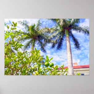 Limequats in Florida Poster