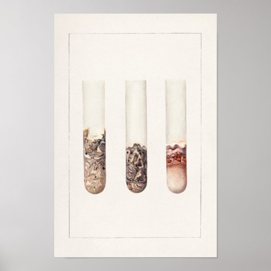 Limes (Citrus Aurantiifolia) Aquarellmalerei Poster (Vorne)