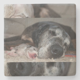 Limestone Untersetzer Great Dane Fotografie